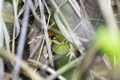 Litoria nigrofrenata