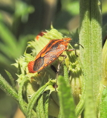 Agonoscelis venosa