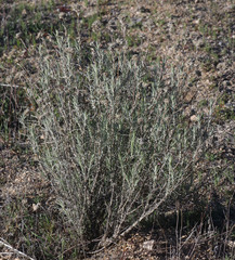 Eriastrum densifolium