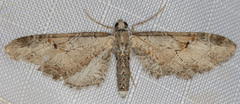 Eupithecia nevadata