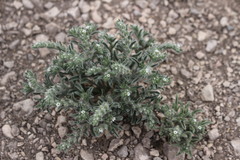 Cryptantha mexicana