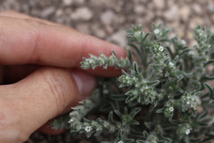 Cryptantha mexicana