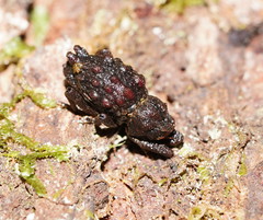 Poropterus conifer
