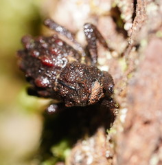 Poropterus conifer
