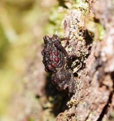 Poropterus conifer