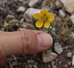 Senna pumilio