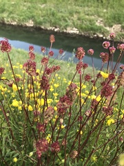 Sanguisorba officinalis