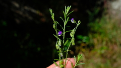 Polygala producta