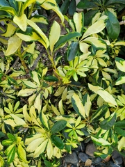 Heptapleurum arboricola