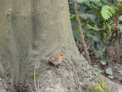 Erithacus rubecula
