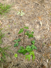 Sanicula smallii