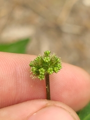 Sanicula smallii