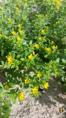 Heliotropium baclei rostratum