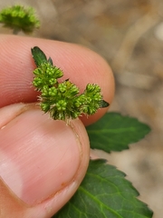 Sanicula smallii