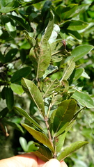 Combretum vendae glabratum