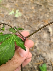 Sanicula smallii