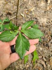 Sanicula smallii