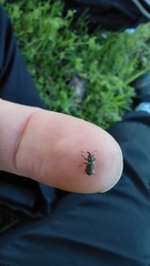 Doydirhynchus austriacus