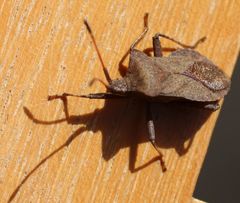 Coreus marginatus