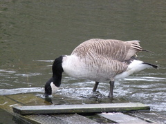 Branta canadensis