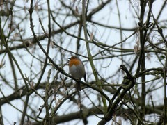 Erithacus rubecula
