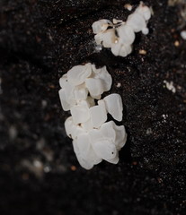 Physalacria australiensis