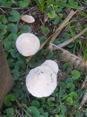 Agaricales