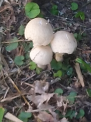 Agaricales