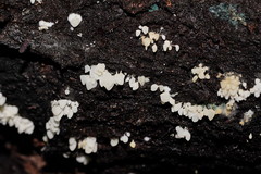 Physalacria australiensis