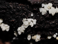 Physalacria australiensis