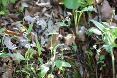 Valerianella ozarkana