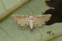 Piletocera micralis