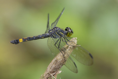 Agrionoptera sexlineata