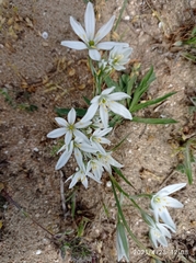 Ornithogalum sintenisii