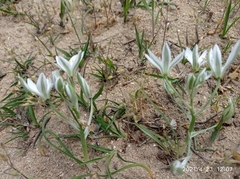 Ornithogalum sintenisii