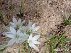 Ornithogalum sintenisii