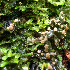 Anthoceros
