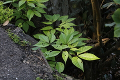 Crateva adansonii formosensis