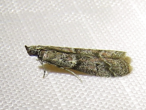 Dusky Raisin Moth photo 4