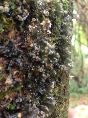 Anthoceros