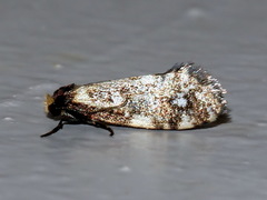 Lepidoscia