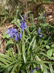 Hyacinthoides