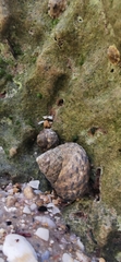 Phorcus turbinatus