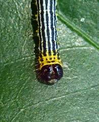 Abraxas amicula
