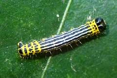 Abraxas amicula