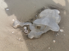 Rhopilema nomadica
