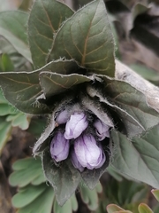 Physochlaina physaloides