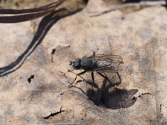 Leucophora