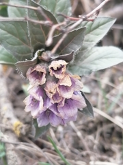 Physochlaina physaloides