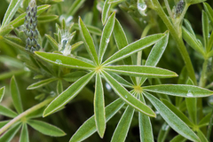Lupinus caudatus